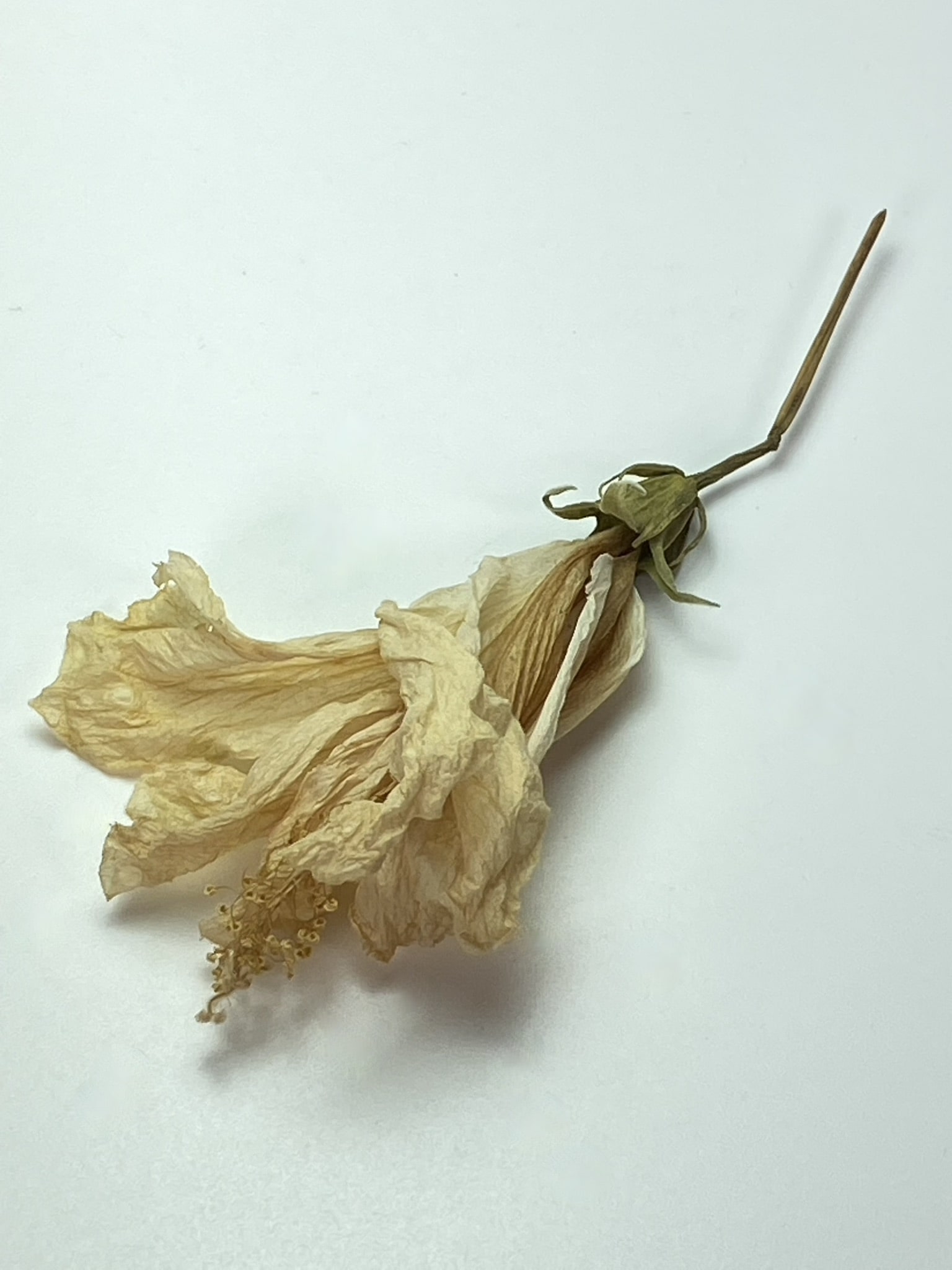 AA40E81B-9BDE-4403-9EB8-88F6E6A8F409_1_102_a-min Electroformed Copper Pendant Hand-Crafted Organic Hibiscus Design "Must Have Statement Piece"