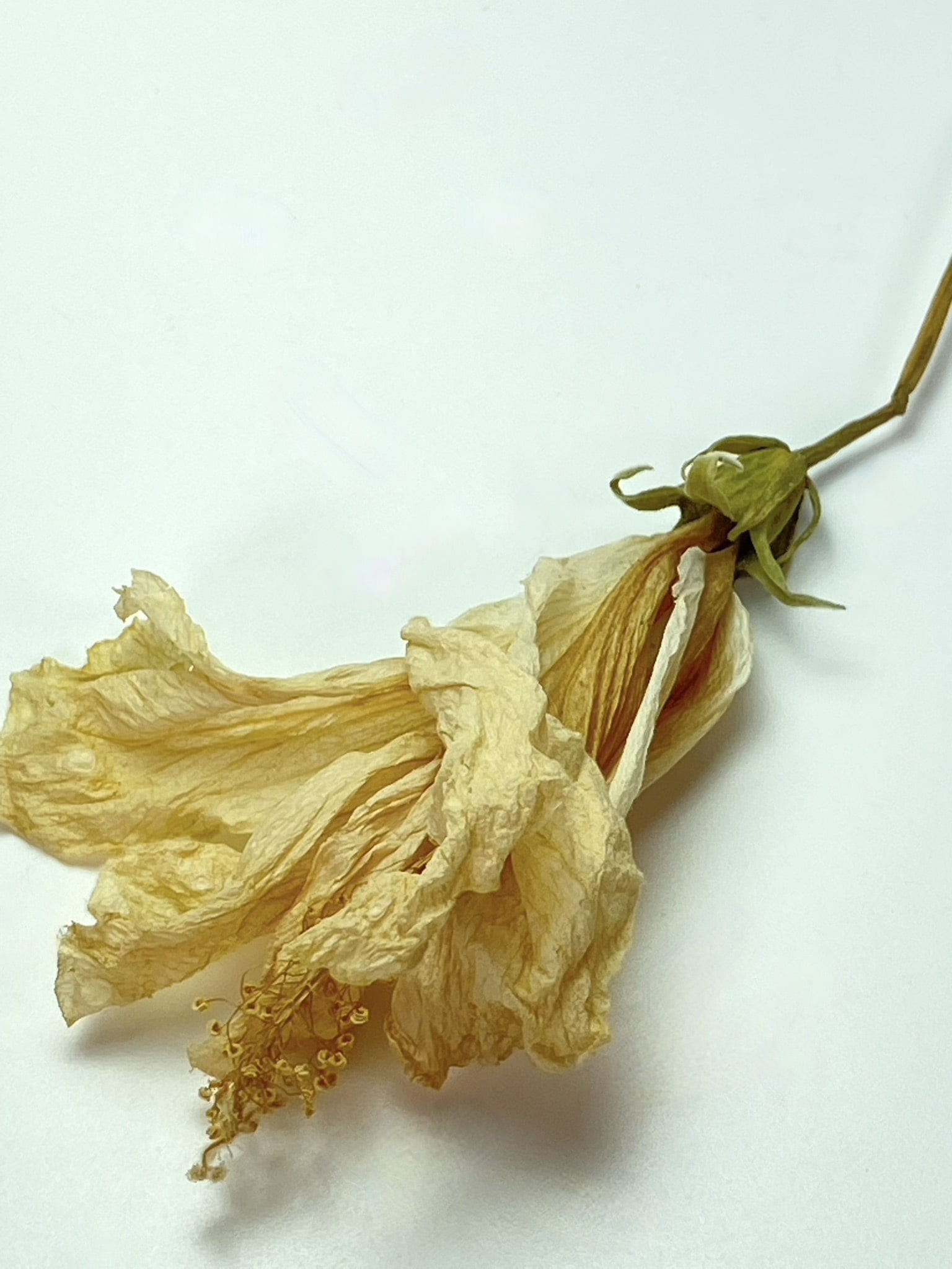 B096B8CE-D572-47F1-88EE-96A2DB3B2166_1_102_a-min Electroformed Copper Pendant Hand-Crafted Organic Hibiscus Design "Must Have Statement Piece"